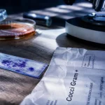 Cocci gramme positif (Gram +) sur lame au microscope